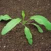 Stovik kaderavy Syngenta