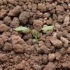 Stovik tupolisty Syngenta