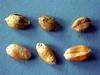 tilletia syngenta 