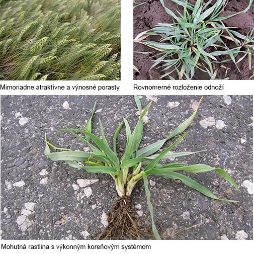 úrody jačmena syngenta