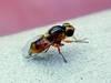 Zelenuška žlutopásá - dospělec