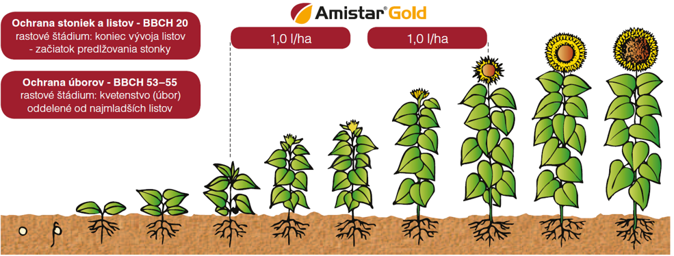 Amistar Gold, slnečnica, schéma