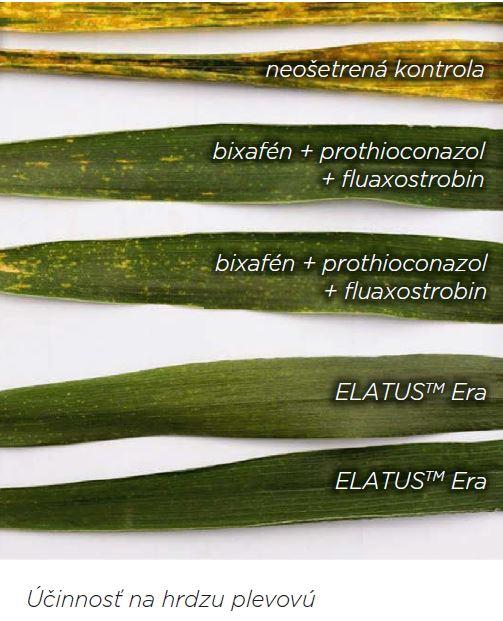 elatus