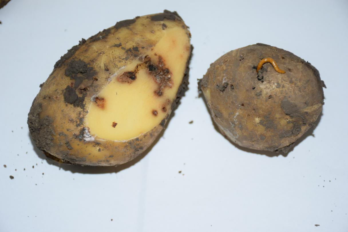 drotovce
