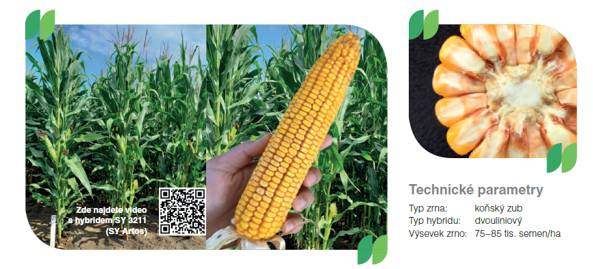 SY Artos kukurica Syngenta