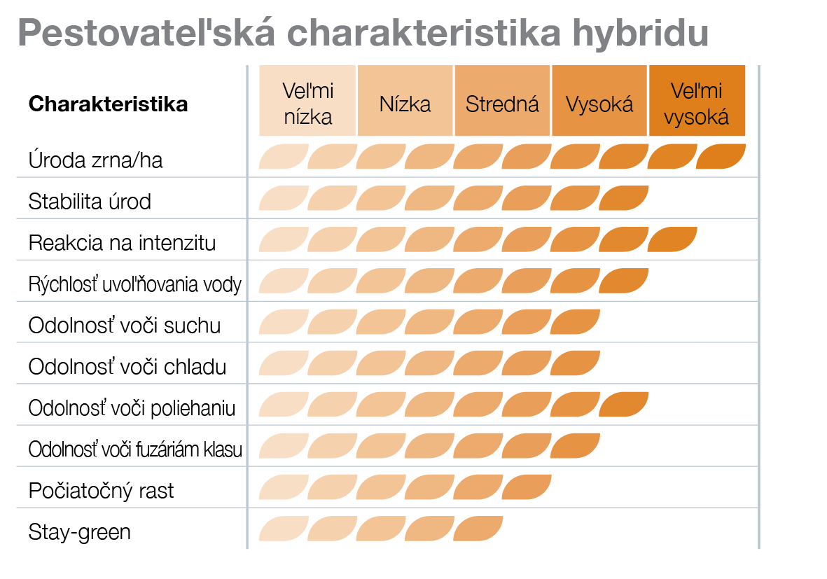 SY Artos kukurica Syngenta