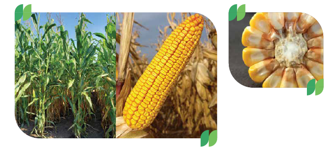 SY Granaris kukurica Syngenta