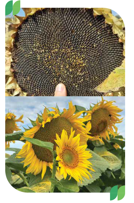 Sumiko HTS slnečnica Syngenta