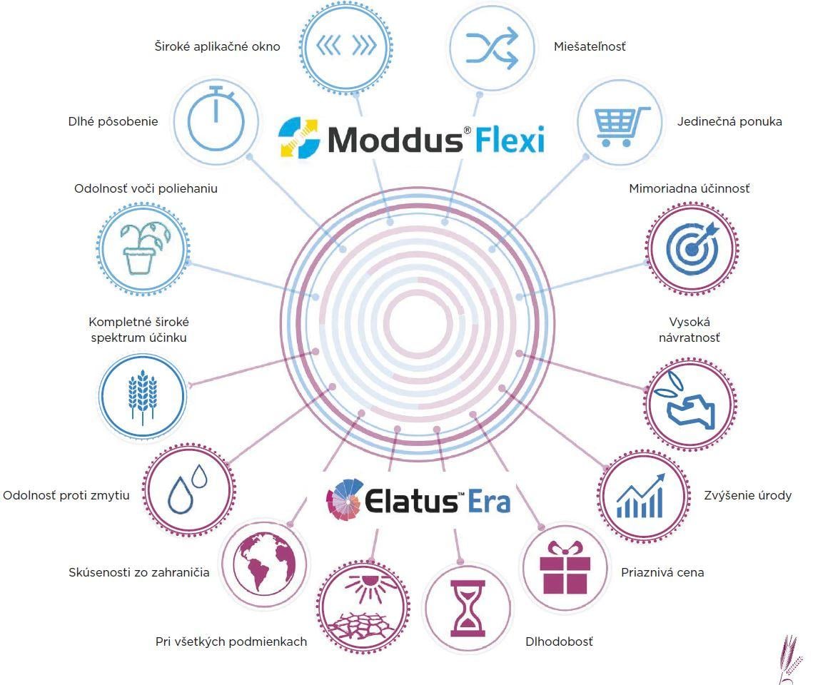 grafika_elatus_moddus_flexi.jpg