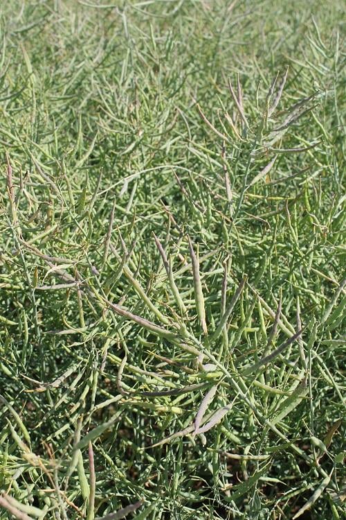 SY Robot repka Syngenta