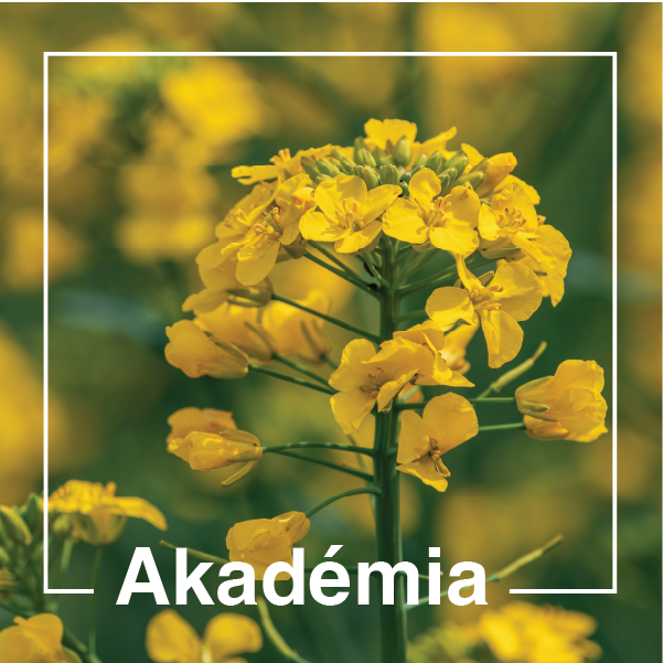 repka-akademia.png