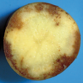 RIDOMIL GOLD R - Pleseň zemiaková