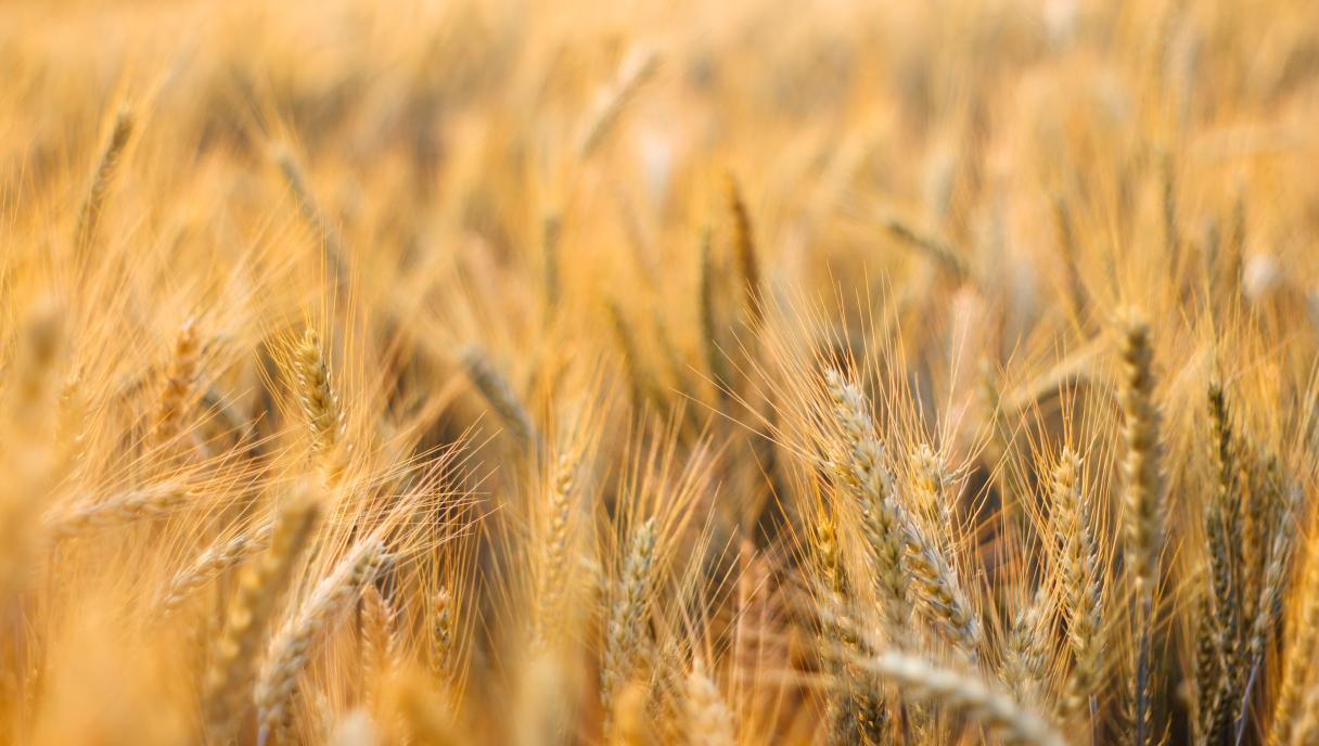 print_barley_field_in_summer_season.jpg