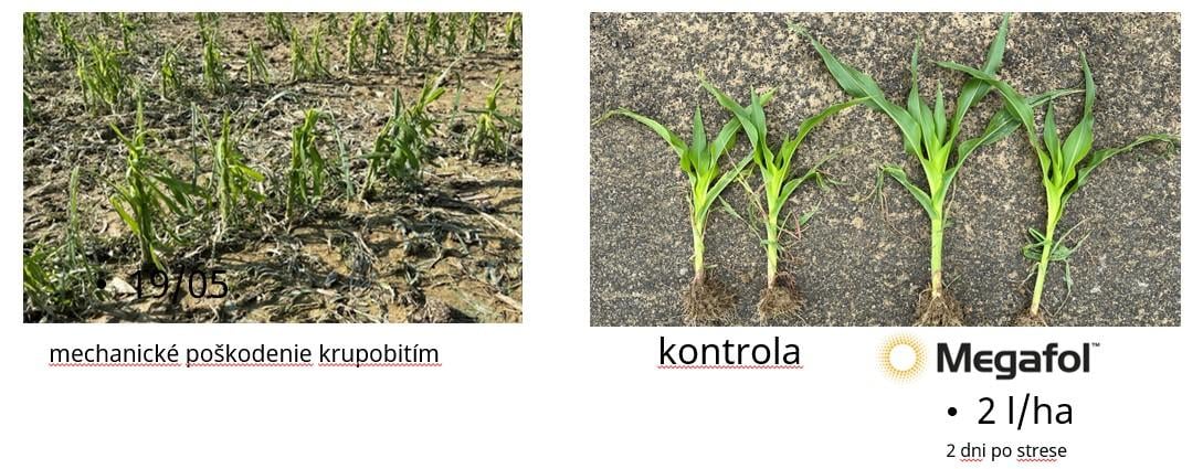poskodenie kukurica