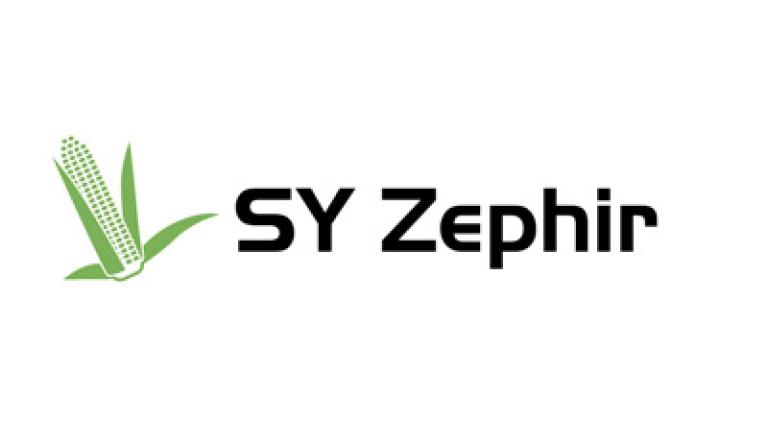 SY Zephir Syngenta kukurica