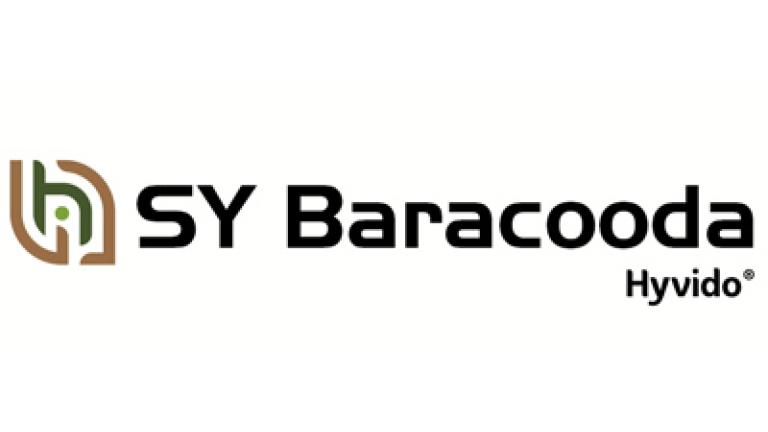 SY Baracooda hybridný ozimý jačmeň
