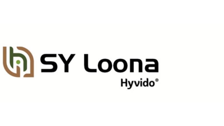 SY Loona hybridný ozimný jačmeň Syngenta