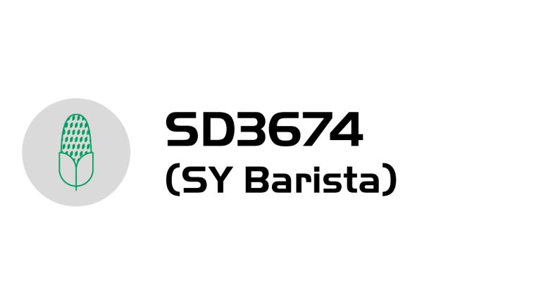 Logo kukurica a text „SD3674 (SY Barista)“